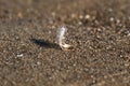 Feather in the sand Royalty Free Stock Photo