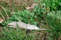 A feather of a seagull with dew drops lies in the green grass with closed dandelion buds with copy space Royalty Free Stock Photo