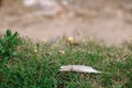 A feather of a seagull with dew drops lies in the green grass with closed dandelion buds with copy space Royalty Free Stock Photo