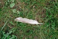 A feather of a seagull with dew drops lies in the green grass with closed dandelion buds with copy space Royalty Free Stock Photo