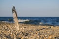 Feather of a seagull stuck in the sand by the sea Royalty Free Stock Photo