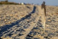 Feather of a seagull stuck in the sand Royalty Free Stock Photo