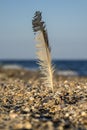 Feather of a seagull stuck in the sand by the sea