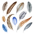 Feather set watercolor illustration. Bird various quill, down hand drawn realistic collection. Grey, brown, blue