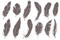 Feather silhouettes. Different feathering birds, graphic simple shapes pen decorative elements, gray elegant sketch