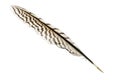 Feather from a silver pheasant with black stripes, isolated on w Royalty Free Stock Photo