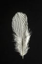 Feather of Silver pheasant Lophura nycthemera bird Royalty Free Stock Photo