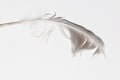 Feather Royalty Free Stock Photo