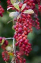 Feather on some autumn berries