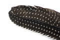 Feather spotted Royalty Free Stock Photo