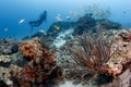 Feather star on coral reef at dive site in Phuket, Thailand Royalty Free Stock Photo