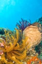 Feather Star, Coral Reef, North Sulawesi, Indonesia Royalty Free Stock Photo