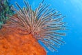 Feather Star, Lembeh, North Sulawesi, Indonesia Royalty Free Stock Photo