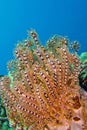 Feather Star, North Sulawesi, Indonesia Royalty Free Stock Photo