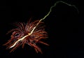 Feather star on green sea whip