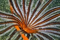 Feather Star, Lembeh, North Sulawesi, Indonesia Royalty Free Stock Photo