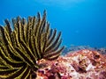 Feather star Royalty Free Stock Photo