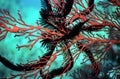 Feather star on orange fan coral Royalty Free Stock Photo