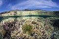 Feather Star on Shallow Reef