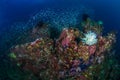 Feather Starfish