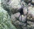 Feather starfish in Togian island