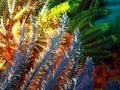 Feather Stars Royalty Free Stock Photo