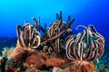 Feather stars on a reef Royalty Free Stock Photo