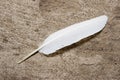 Feather on a stone