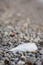 Feather on stone beach