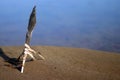 Feather stuck in the sand on the beach