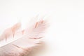 Feather of swan on hand on white background with copy space. Concept of tenderness, lightness