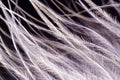 Feather texture closeup