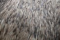 Feather Texture, ostrich