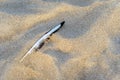 Feather on textured sand background of dunes on beach near sea Royalty Free Stock Photo