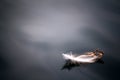 Feather on the water angels background beautiful bird black blue close Royalty Free Stock Photo