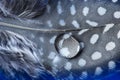 Feather With Water Drop - Macro