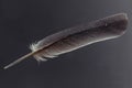 Feather And Water Drops .Macro photography of water drops on a birds feather. Royalty Free Stock Photo