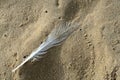 Feather on wet beach sand Royalty Free Stock Photo