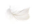 Feather on a white background