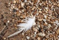 White Feather from Eagle on Shore of River Royalty Free Stock Photo