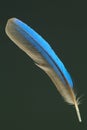 Feather of White-throated Kingfisher