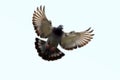 Feather wing of homing pigeon bird floating mid air