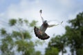 Feather wing of homing pigeon bird floating mid air