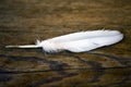 Feather and a wooden structure Royalty Free Stock Photo