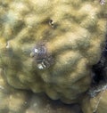 Feather worm on a coral in Indonesia Royalty Free Stock Photo