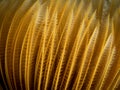 Feather Worm, Raja Ampat, Indonesia