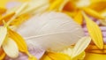 Feather and Yellow Leaves Royalty Free Stock Photo