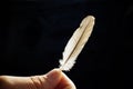 A Feather For Your Thoughts