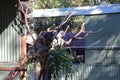 Featherdale Wildlife Park near Sydney in Australia. Koala sitting on branch