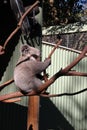 Featherdale Wildlife Park near Sydney in Australia. Koala sitting on branch